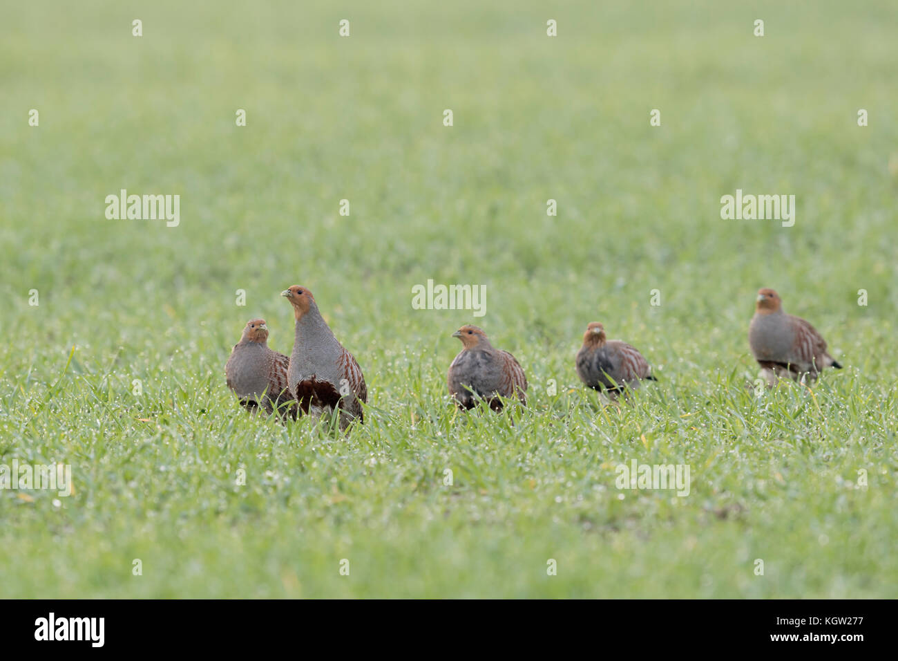 Grey Partridges ( Perdix perdix ), flock, shy little group, walking in row over a green field of winter wheat, early in the morning, wildlife, Europe. Stock Photo