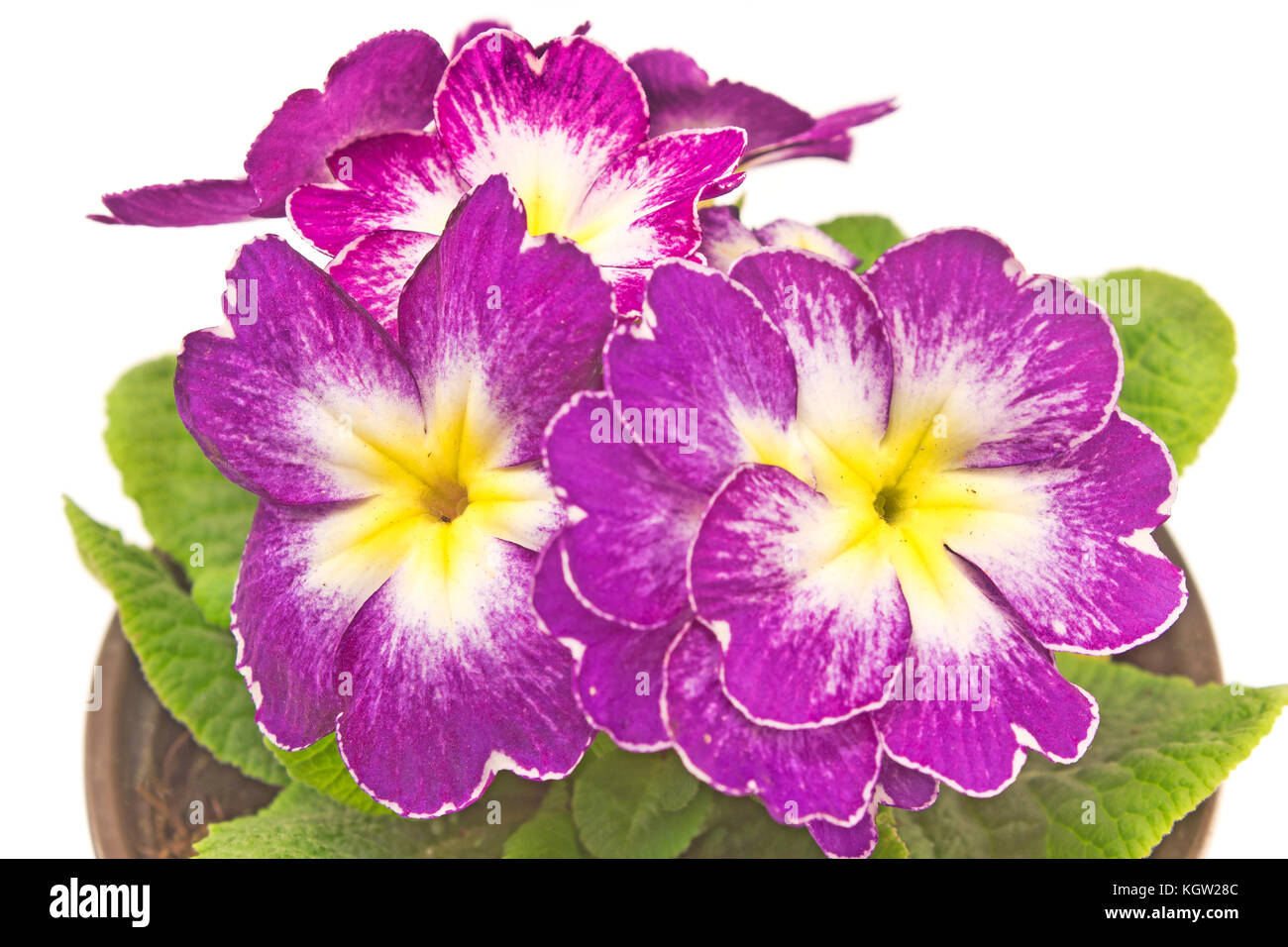 Primula primrose purple flower closeup on white Stock Photo