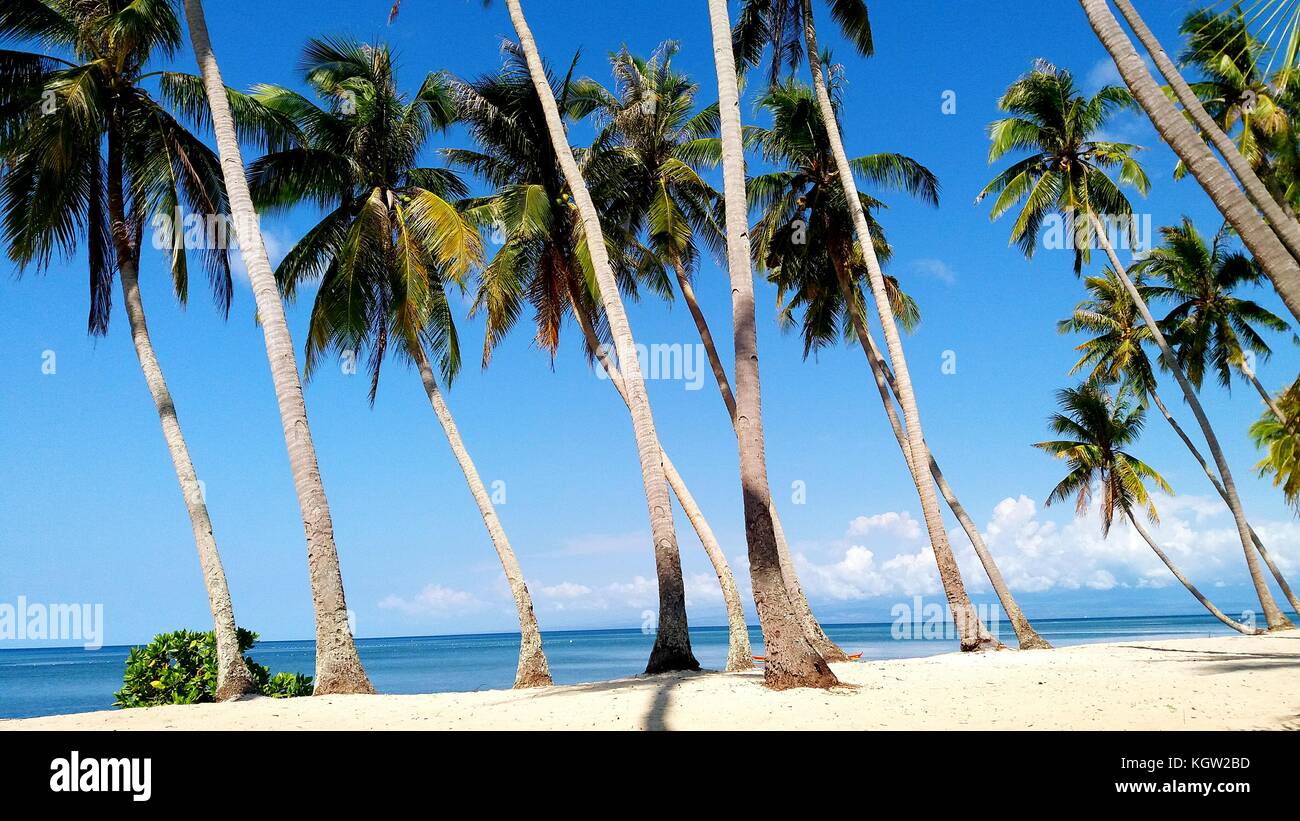 Scenic view of the white sandy beach and coconut trees in Siquijor Island, Philippines Stock Photo