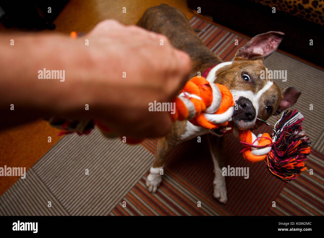 The american staffordshire dog is playing with the owner. He is biting into the rope and fights with the man. Stock Photo