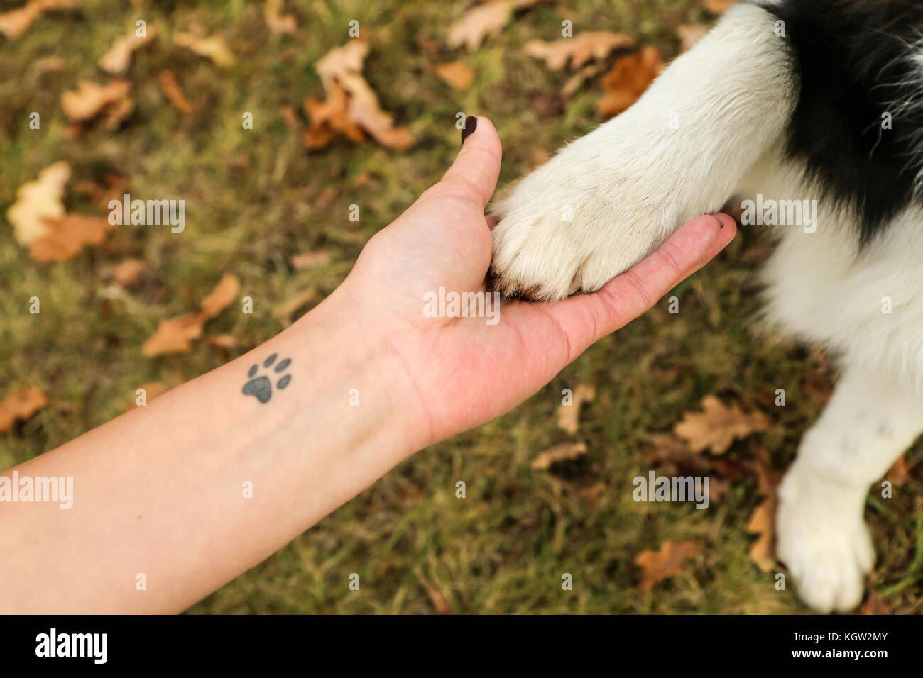 How to Turn My Dogs Paw Print Into a Tattoo  Our Everyday Life