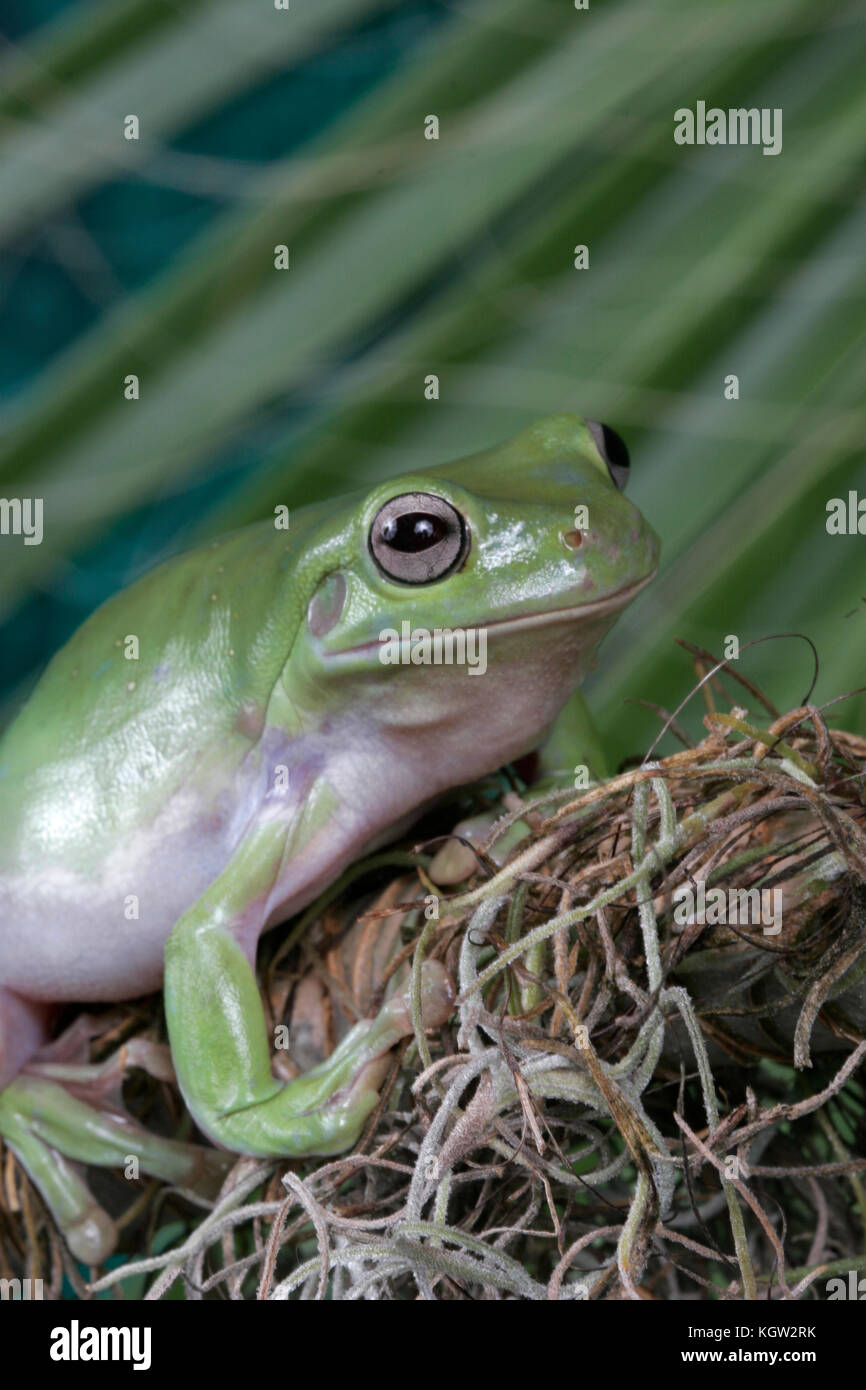 White's Tree Frog, Litoria caerulea Stock Photo - Alamy