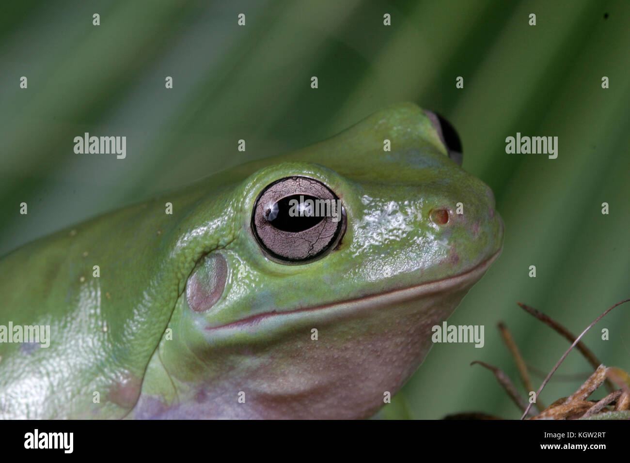 Labed Tree Frog White's Tree Frog, Litoria caerulea Stock Photo - Alamy