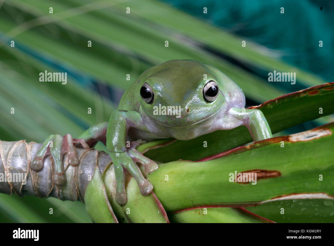Labed Tree Frog White's Tree Frog, Litoria caerulea Stock Photo - Alamy