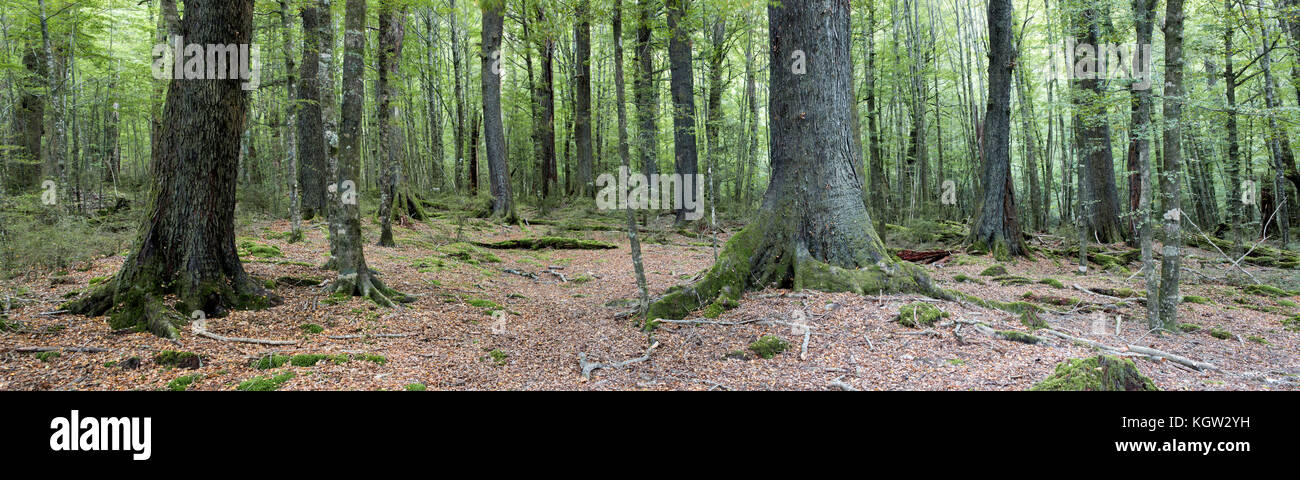 Forest of Red beech and Black beech (Fuscospora fusca and Fuscospora solandri), species native to New Zealand that can grow up to 30 m tall. Stock Photo