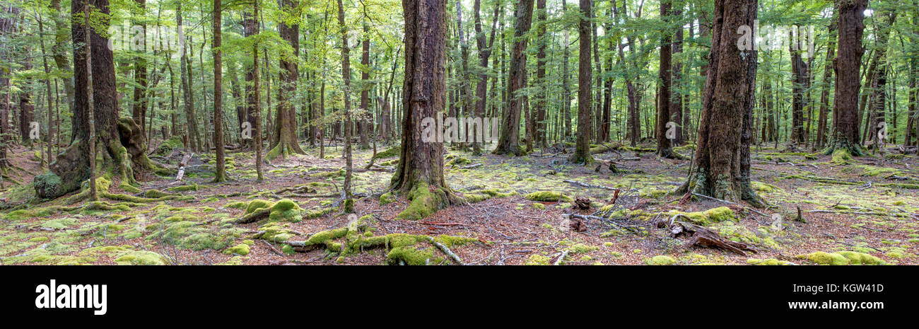 Forest of Red beech and Black beech (Fuscospora fusca and Fuscospora solandri), species native to New Zealand that can grow up to 30 m tall. Stock Photo