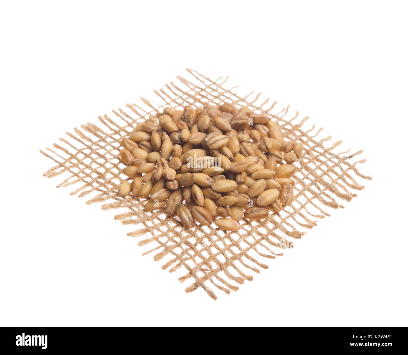 Hordeum vulgare is scientific name of Barley cereal grain. Also known