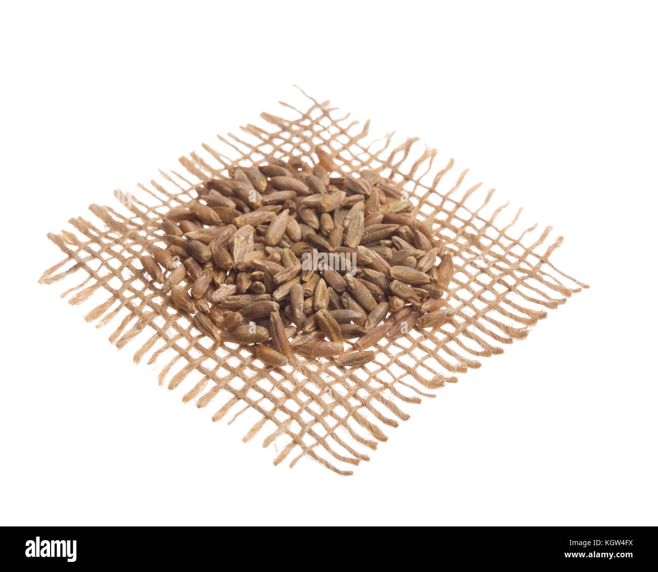 Secale cereale is scientific name of Rye cereal grain. Also known as