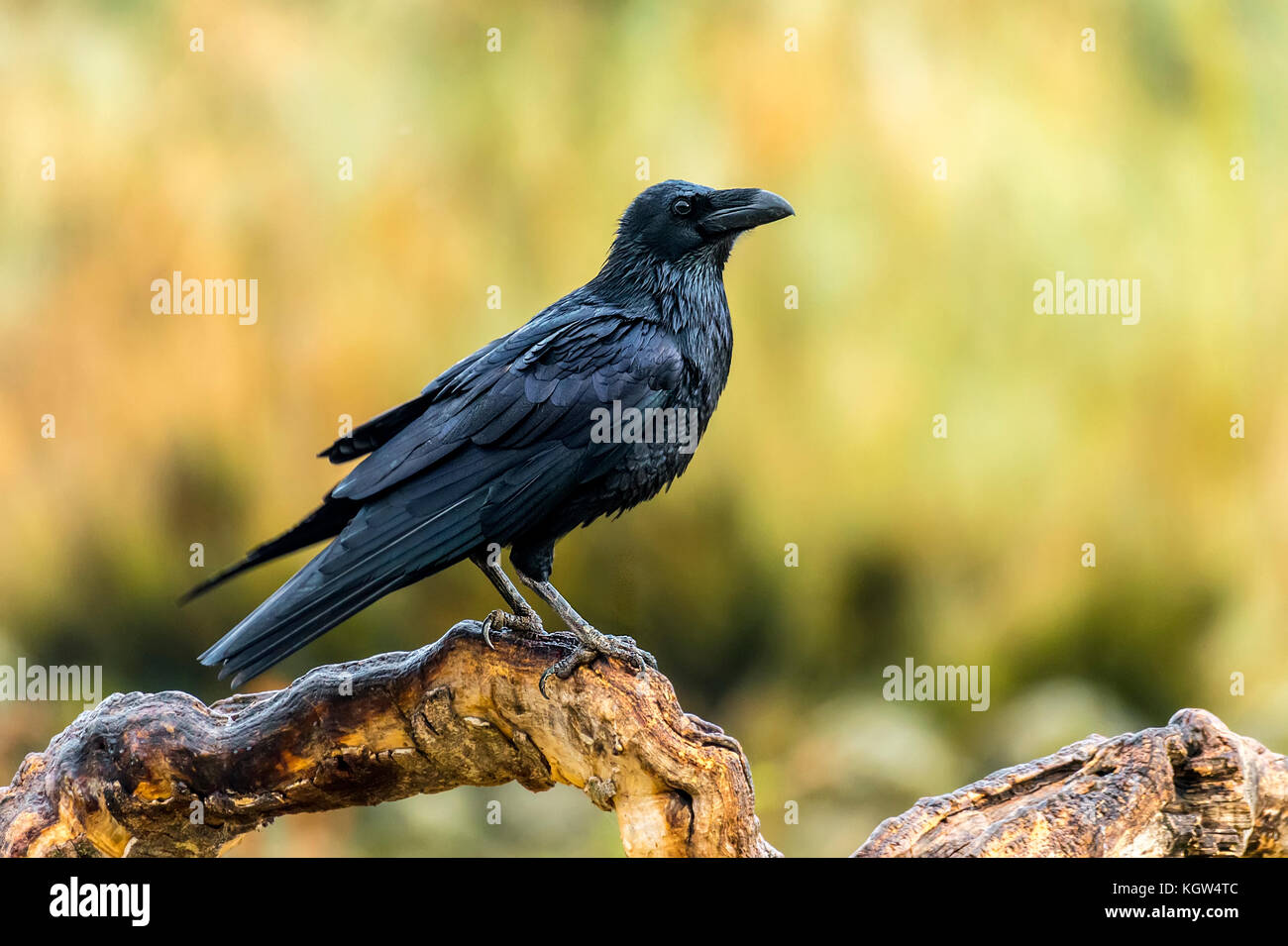 corvus corax Stock Photo