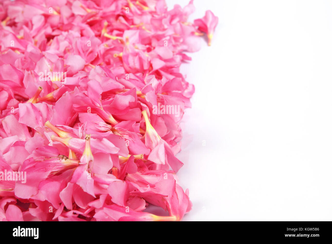 Nerium Oleander Pink Flowers Stock Photo Alamy Nerium Oleander Pink Flowers Stock Photo Alamy