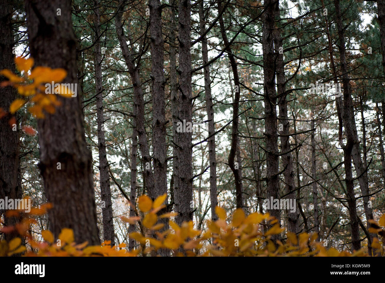 Trees in the forest,at autumn Stock Photo - Alamy