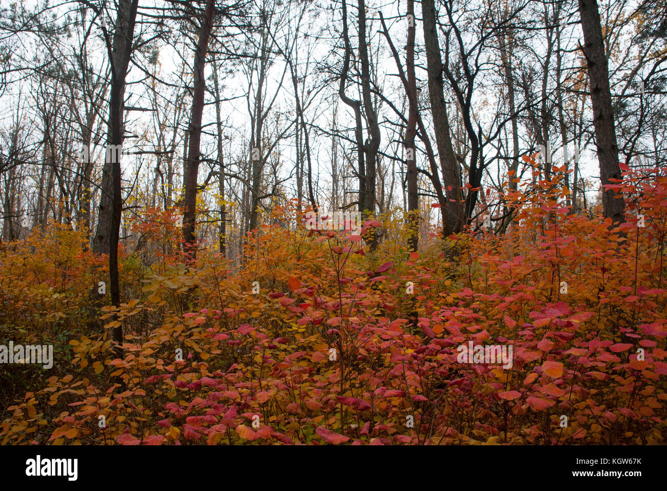 Trees in the forest,at autumn Stock Photo - Alamy