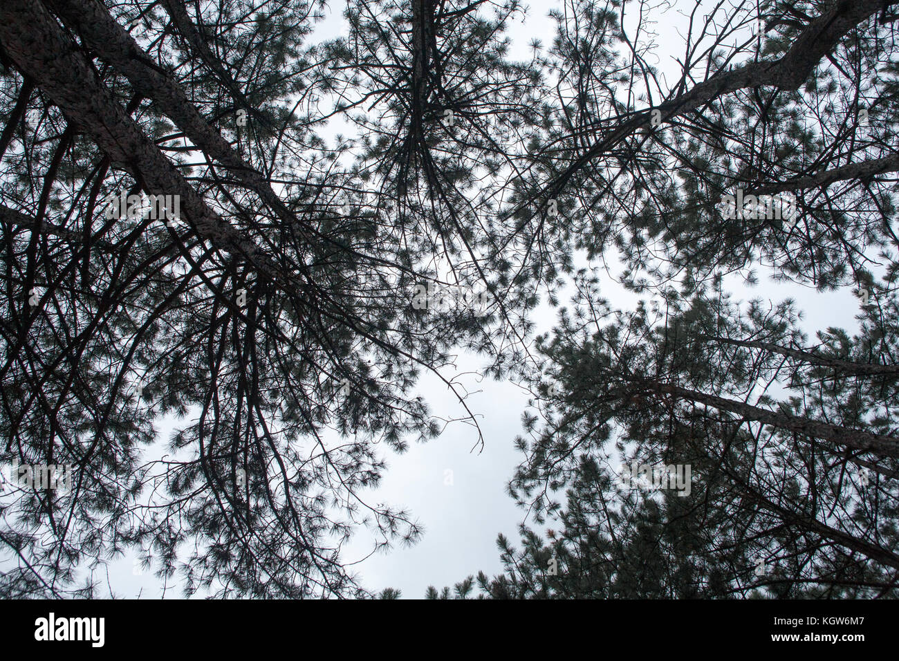 Trees in the forest,at autumn Stock Photo - Alamy