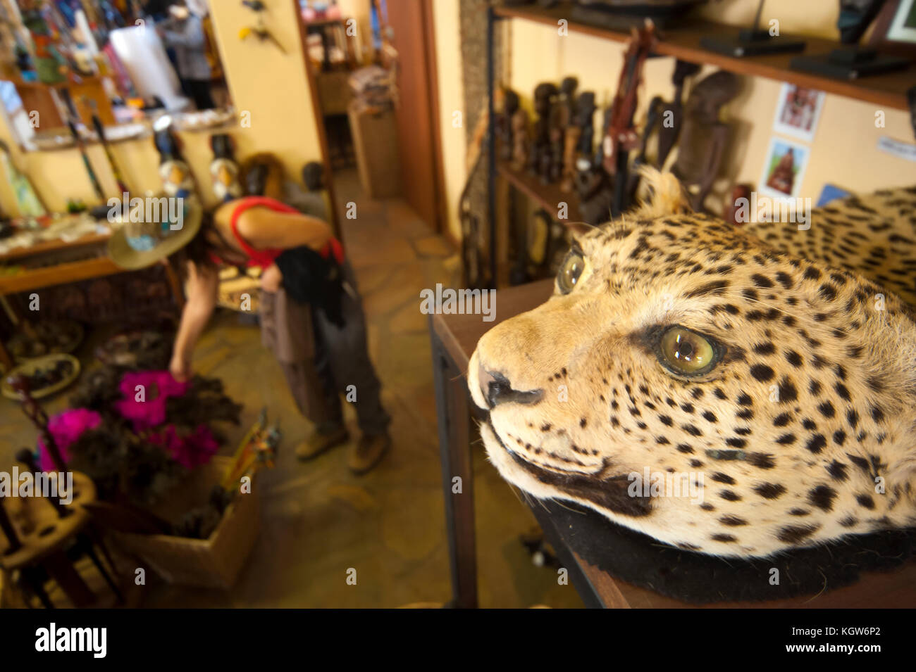 Leopard skin for sale at a tourist shop at Outjo town, Namibia Stock