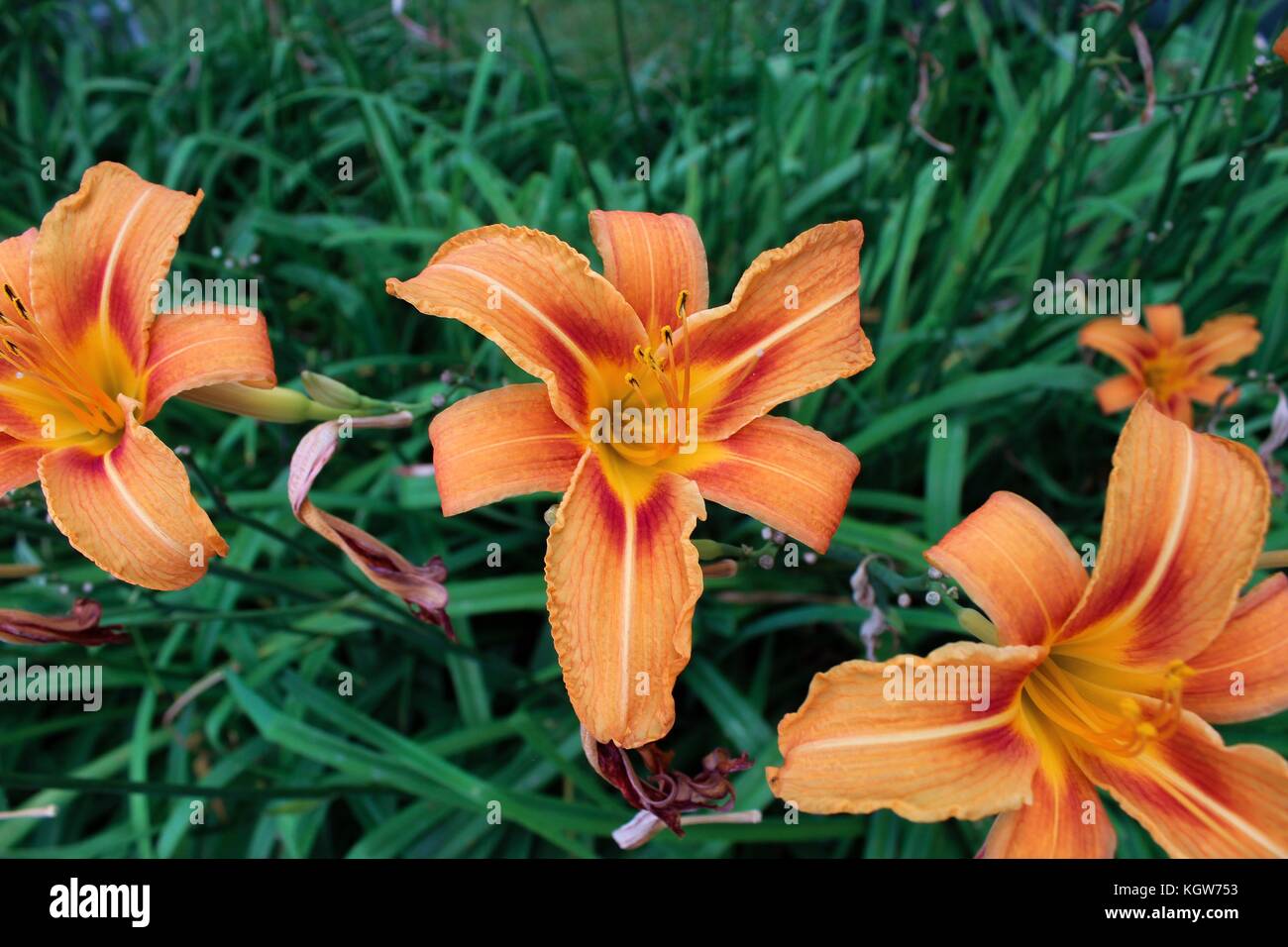 Beautiful lilies in a garden in Huntsville, Ontario Stock Photo - Alamy