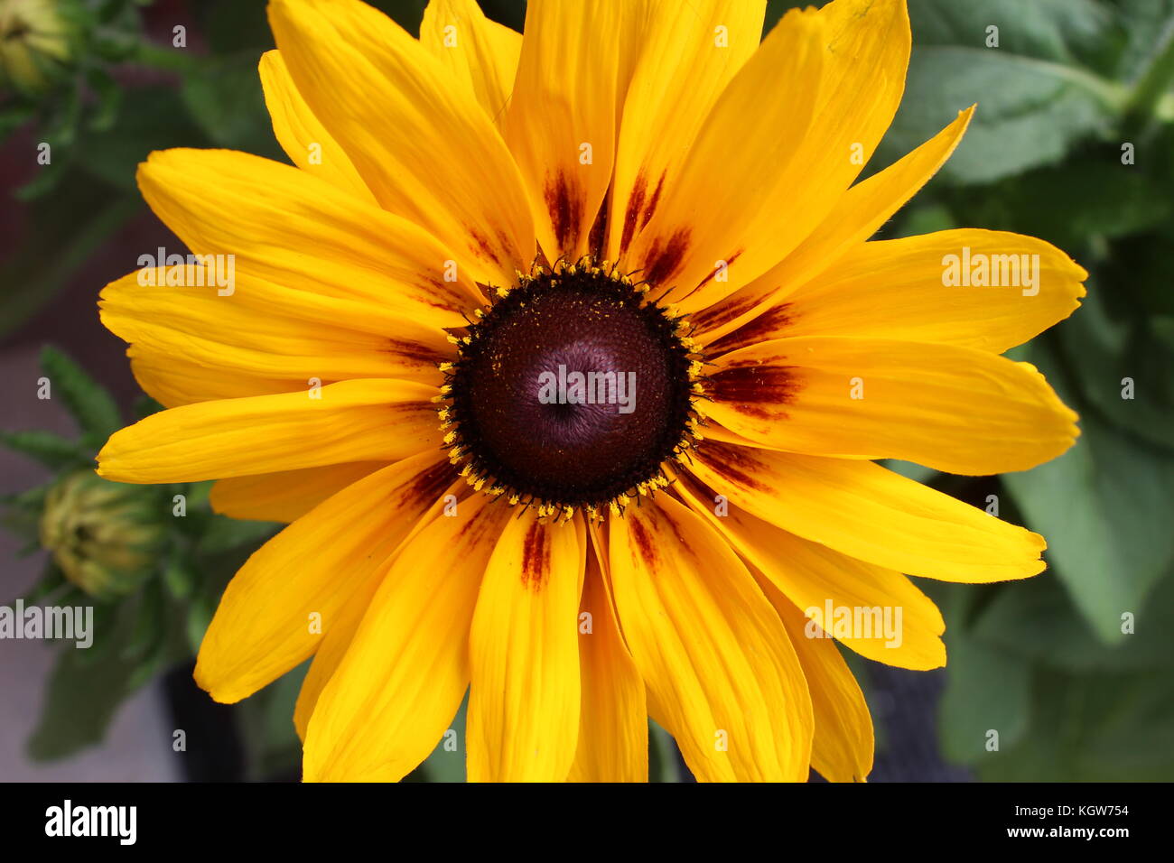 A beautiful, bright yellow oxeye daisy in Ontario, Canada. Stock Photo