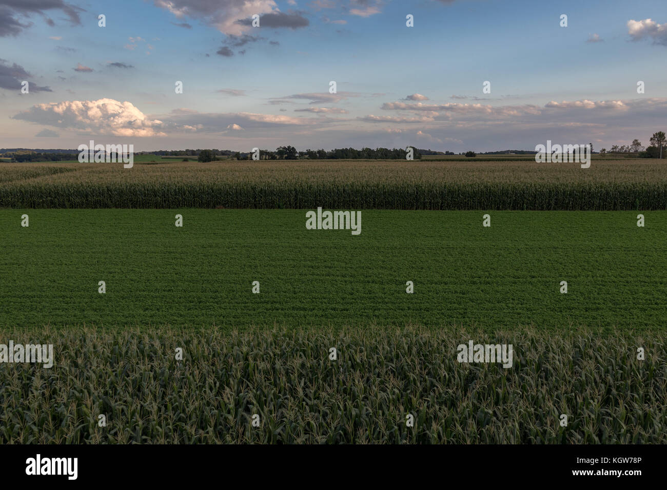 Alfalfa and corn crops hi-res stock photography and images - Alamy