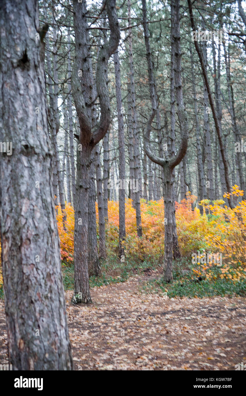 Trees in the forest,at autumn Stock Photo - Alamy