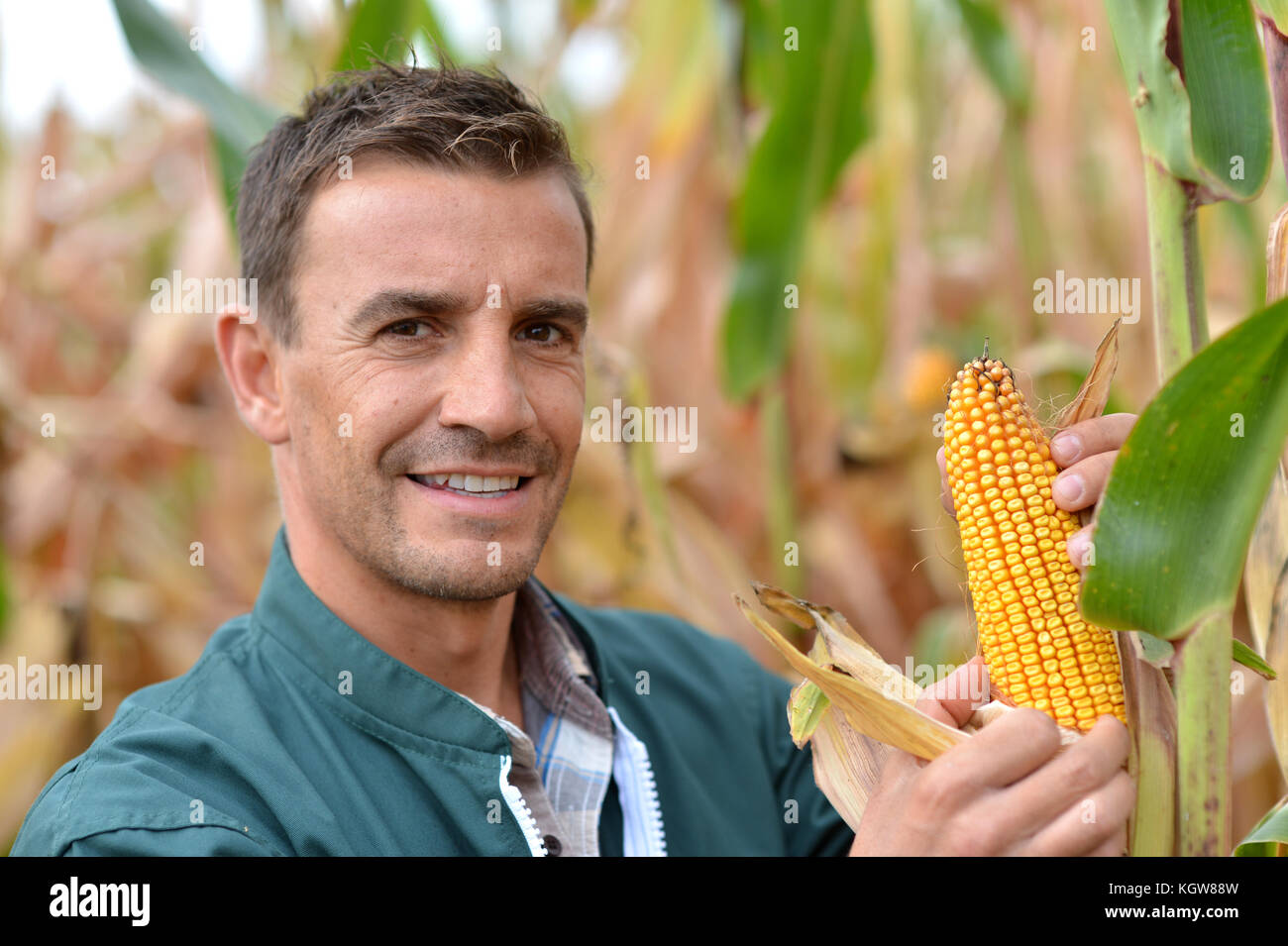 Download this stock image: Farmer in field checking on corncobs - KGW88W fr...