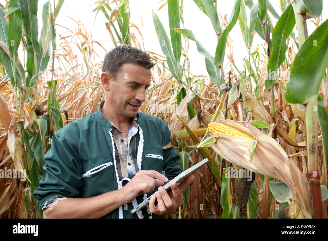 Caucasian agronomist checking field cereals hi-res stock photography ...