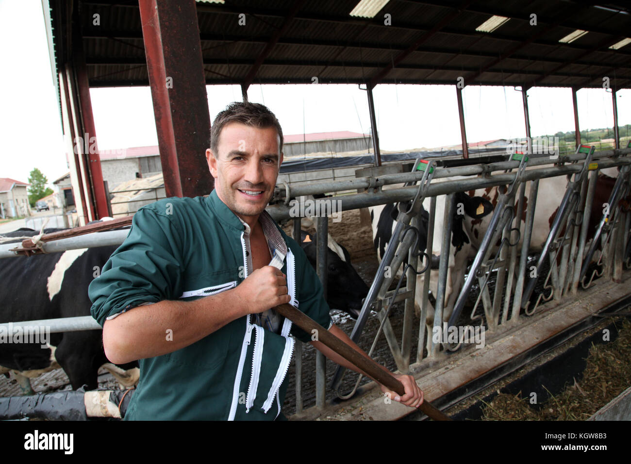 Farmer using fork in barn to feed cows Stock Photo