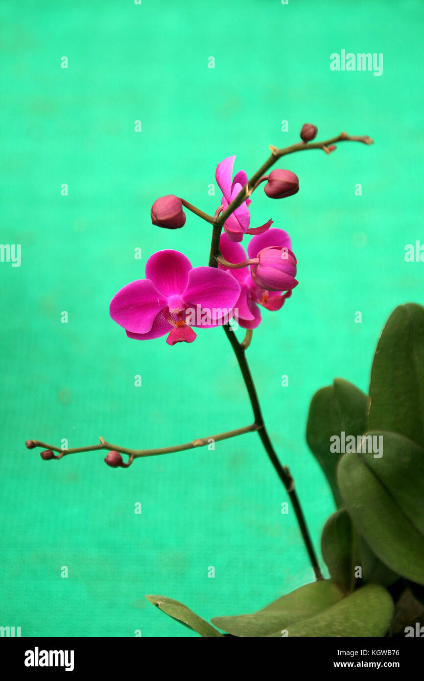 Red orchid branch isolated on green background Stock Photo