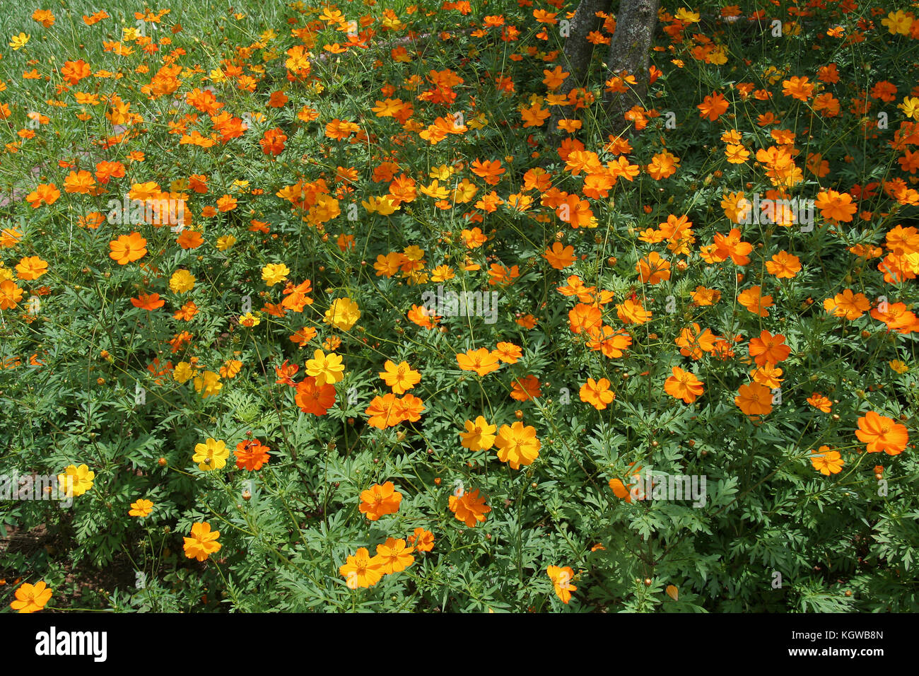 Buoyant, yellow, orange cosmos flowers swaying amidst green leaves