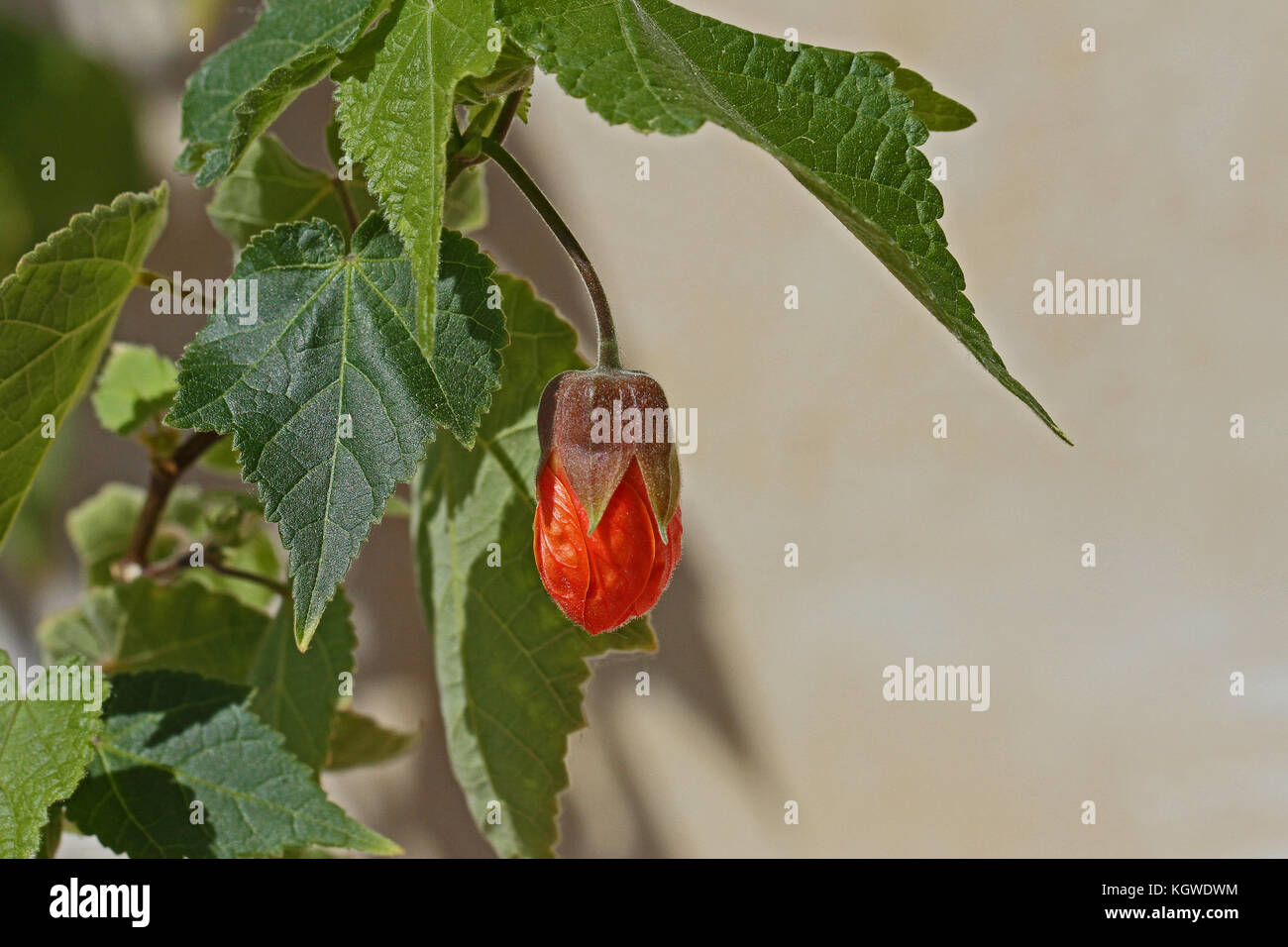 abutilon plant Ashford red or Indian mallow flower tree, Chinese bell or lantern flower, sometimes wrongly named sleeping hibiscus in Italy Stock Photo
