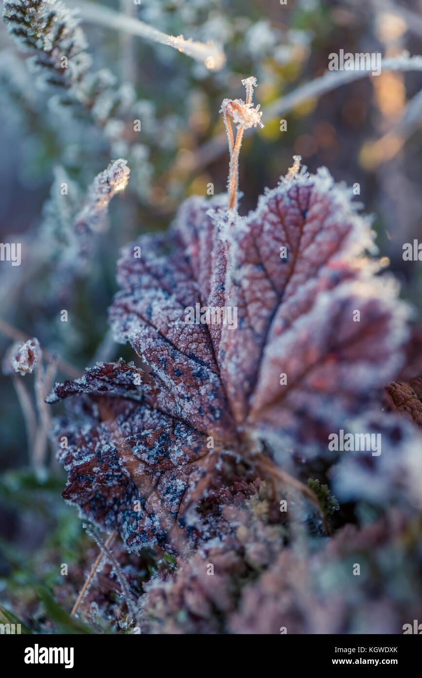 A beautiful closeup of a frozen cloudberry leaf in a wetland. Macro with a shallow depth of field. Stock Photo