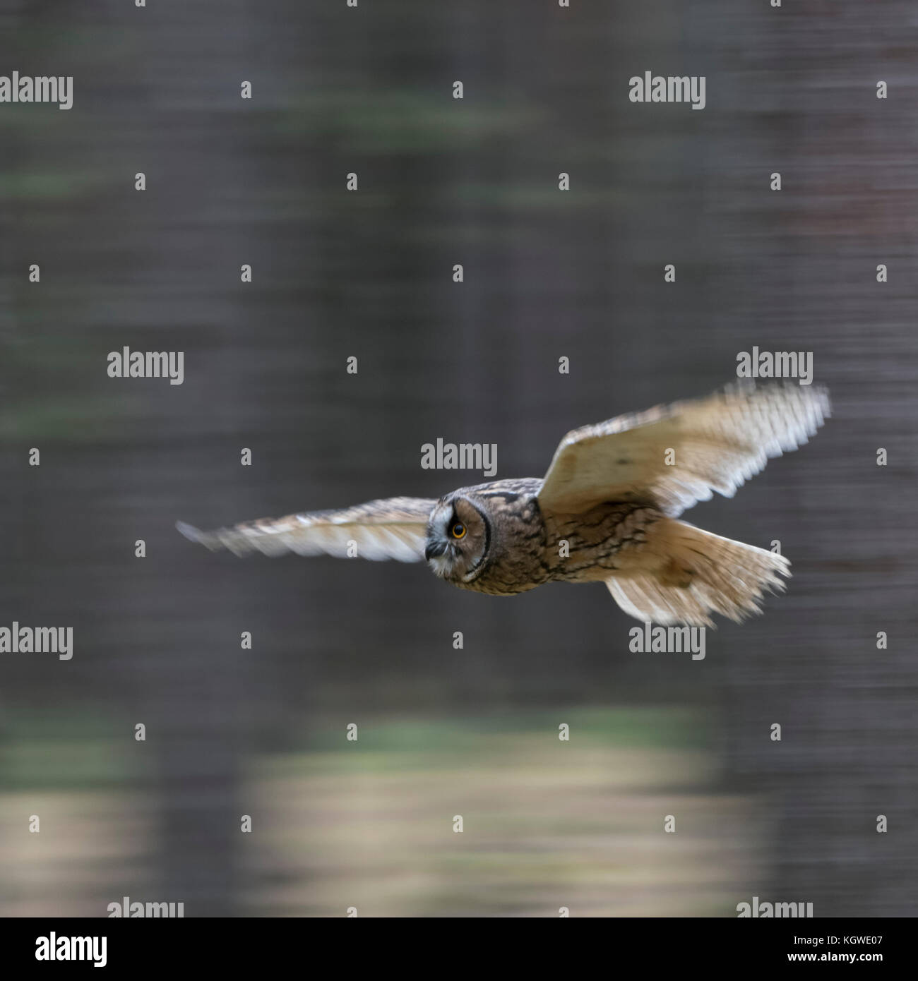 Indian Eagle-Owl / Rock Eagle-Owl / Bengalenuhu ( Bubo bengalensis ) in flight through the woods, dynamic side shot, in motion, panning. Stock Photo