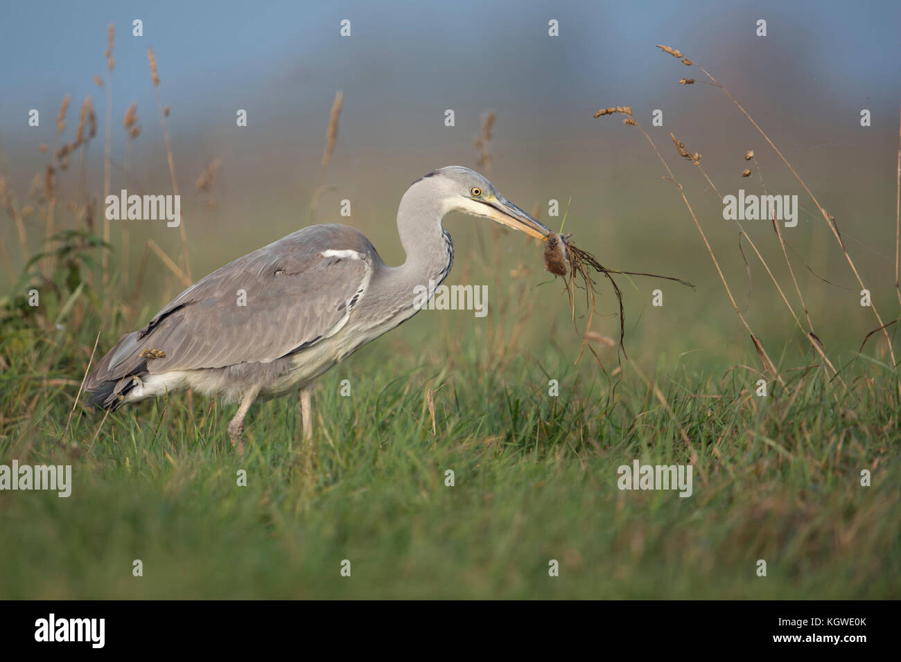 Grey Heron ( Ardea cinerea ) walking through a meadow, with rodent / mouse in its beak, feeding on prey, successful hunter, wildlife, Europe. Stock Photo