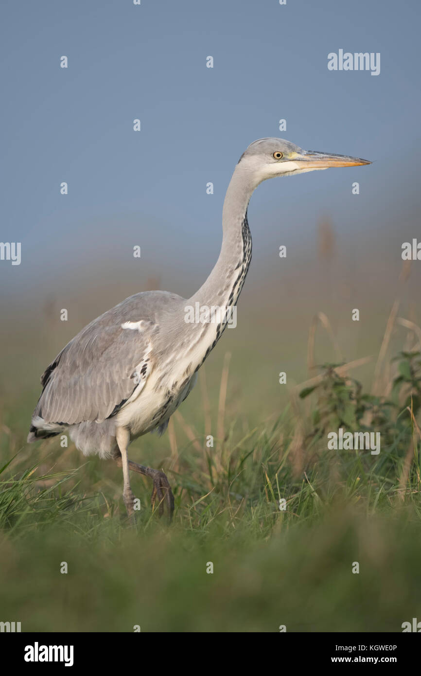 Grey Heron / Graureiher ( Ardea cinerea ), slowly moving through high grass of a meadow, hunting, watching for prey, close, wildlife, Europe. Stock Photo