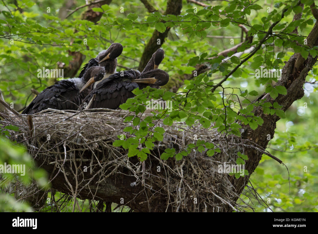 Black Stork / Schwarzstorch ( Ciconia nigra ), offspring in nest, nestlings, hidden in a treetop, cleaning their plumage, almost fledged, Europe. Stock Photo