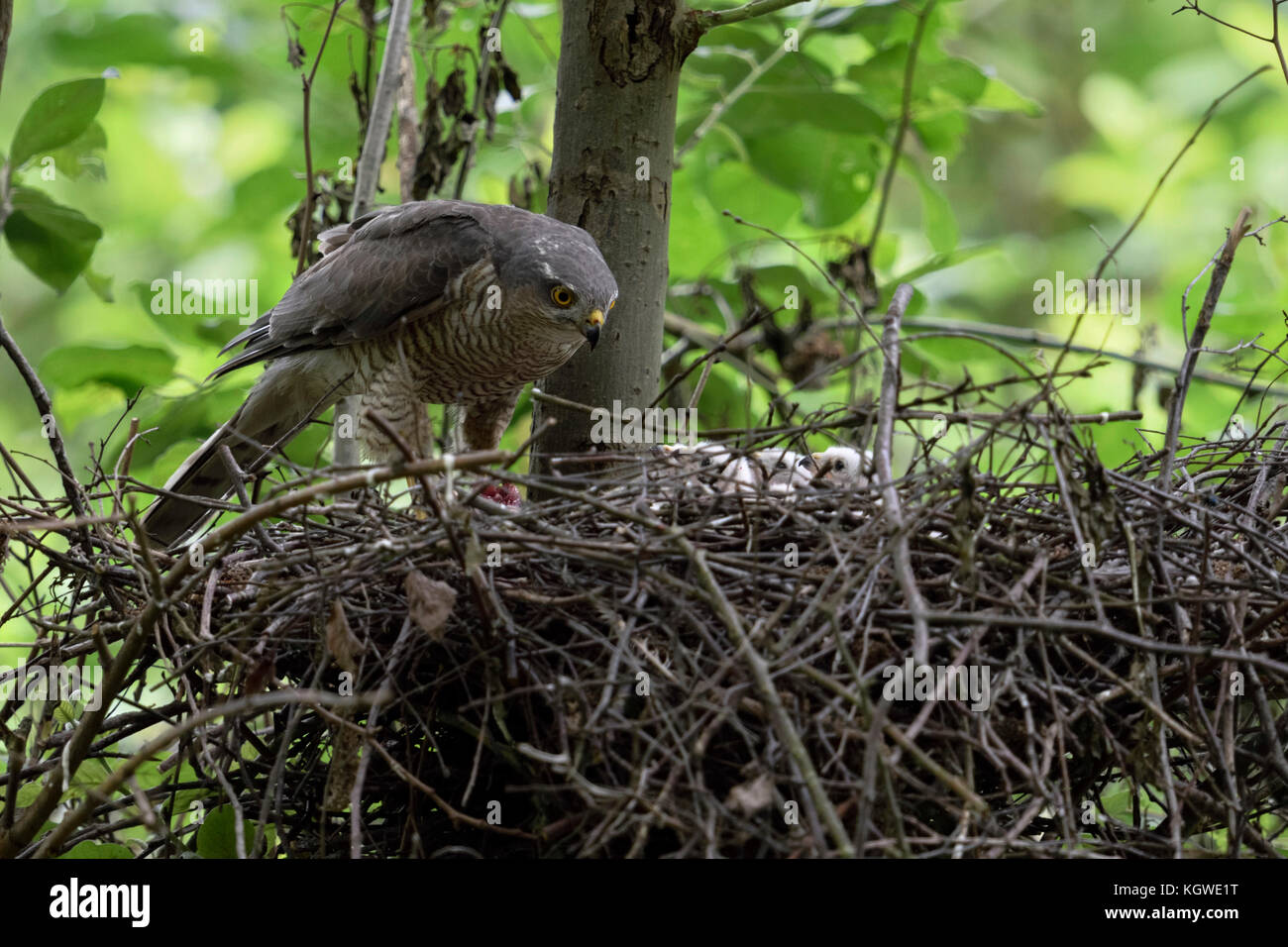 Sparrowhawk / Sperber ( Accipiter nisus ), adult female caring, feeding its chicks, perched at the edge of its nest, wildlife, Europe. Stock Photo