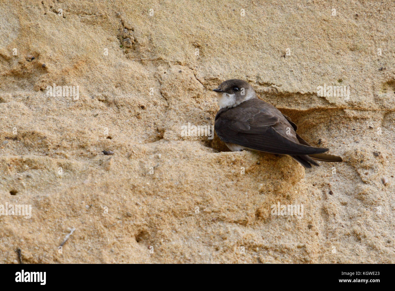 Sand Martin / Bank Swallow / Uferschwalbe ( Riparia riparia) resting in the entrance of its nest hole in a sandy river bank, wildlife, Europe. Stock Photo