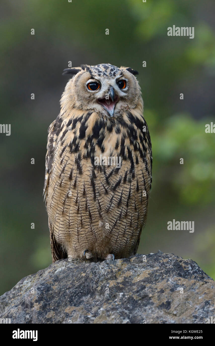 Eurasian Eagle Owl ( Bubo bubo ) perched on a rock, calling, looks cute and funny, seems like its laughing, wildlife, Europe. Stock Photo