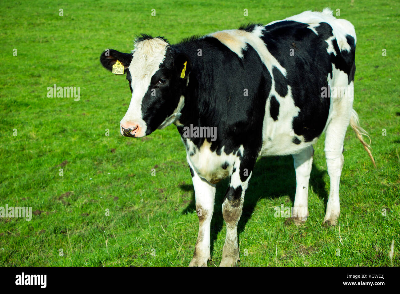 Black and white cow on green grass field Stock Photo - Alamy