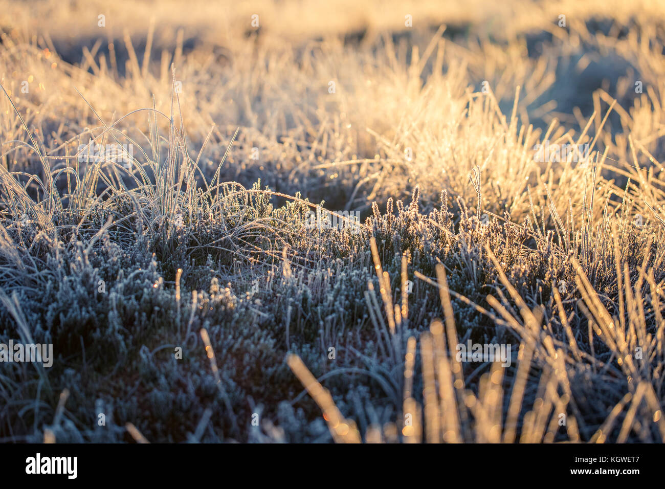 Grass in swamp hi-res stock photography and images - Alamy