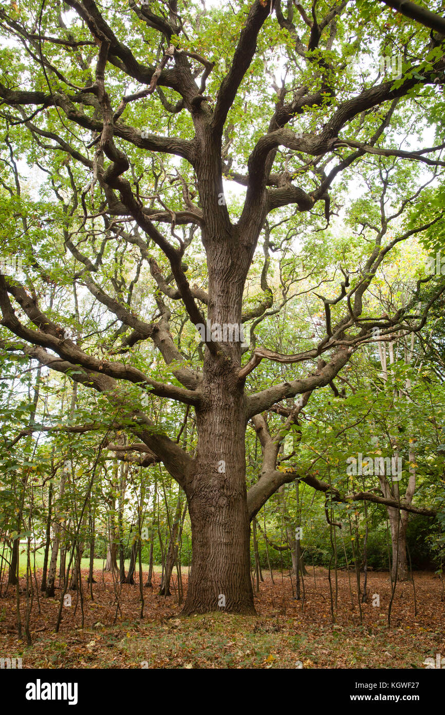 Netherlands, Zeeland, old oak tree at the nature reserve de Manteling near  Oostkapelle on the peninsula Walcheren. Niederlande, Zeeland, alte Eiche i  Stock Photo - Alamy