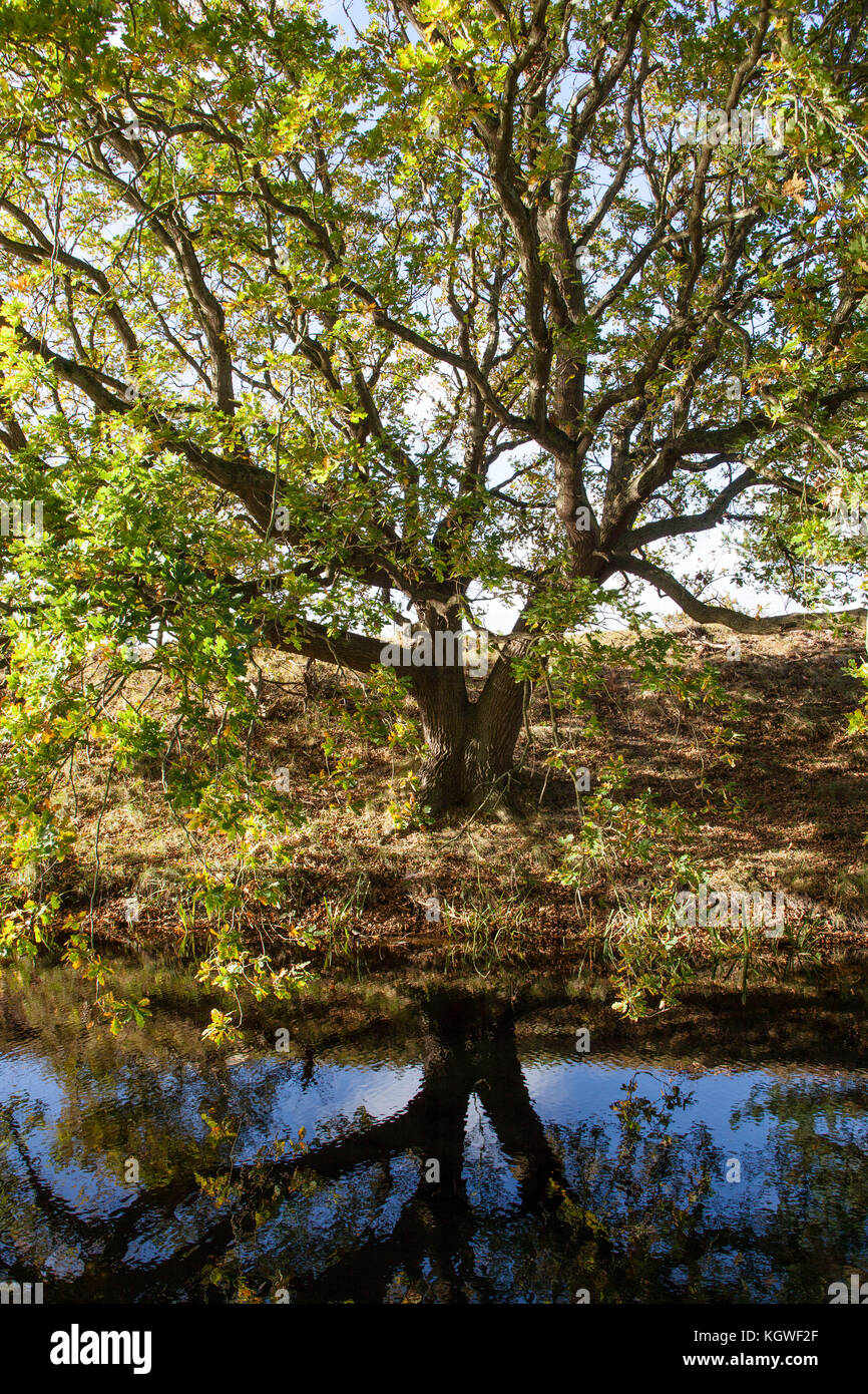 Netherlands, Zeeland, oak tree in the nature park Oranjezon near Vrouwenpolder on the peninsula Walcheren  Niederlande, Zeeland, Eiche im Naturpark Or Stock Photo