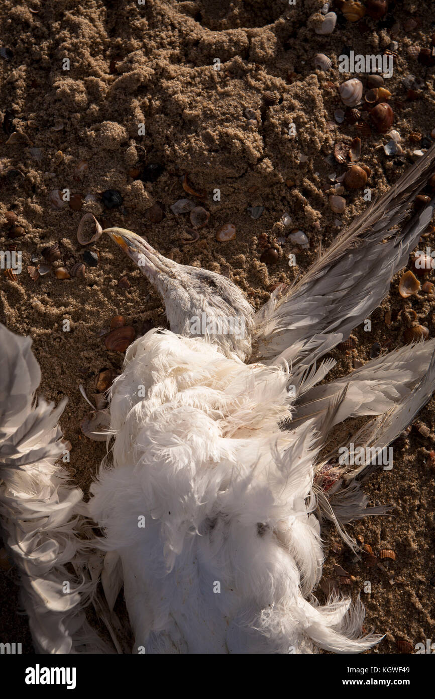 Netherlands, Zeeland, dead sea gull at the beach in Oostkapelle on the peninsula Walcheren.  Niederlande, Zeeland, tote Moewe am Strand von Oostkapell Stock Photo