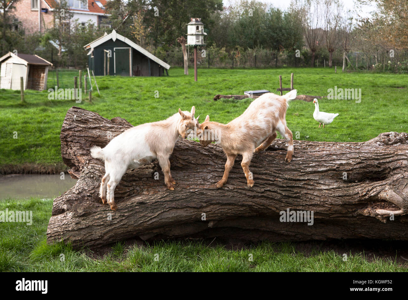 Netherlands, Zeeland, goats and poultry on a farm.  Niederlande, Zeeland, Ziegen und Gefluegel auf einem Bauernhof. Stock Photo