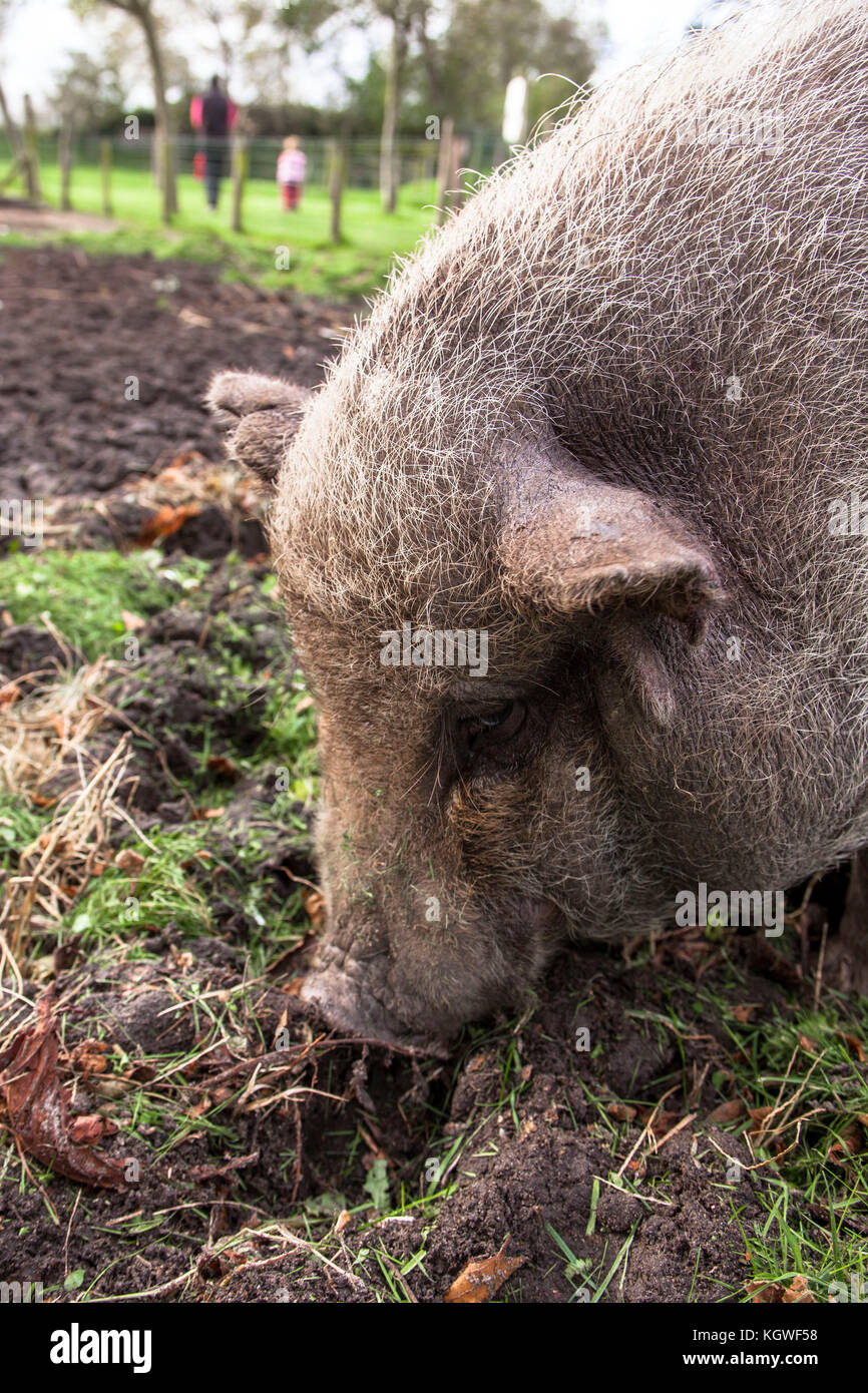 Netherlands, Zeeland, pot-bellied pig on a farm.  Niederlande, Zeeland, Haengebauchschwein auf einem Bauernhof. Stock Photo
