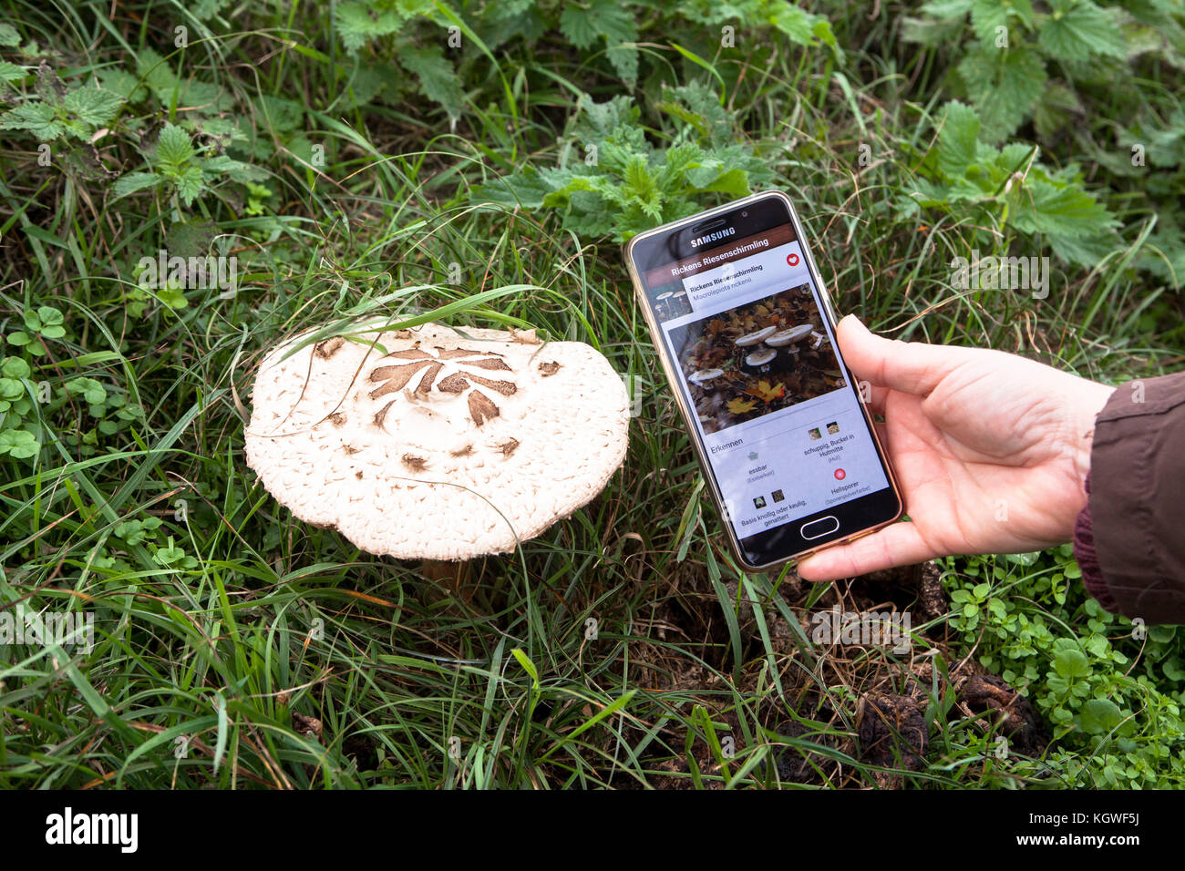 mushroom identification using a smartphone app, parasol mushroom.  Bestimmung eines Pilzes mit Hilfe einer Smartphone App, Riesenschirmling. Stock Photo