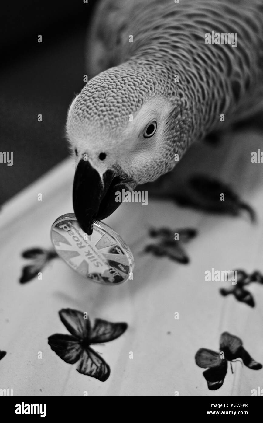 Small home pet. African gre parrot. Natural animal concept Stock Photo