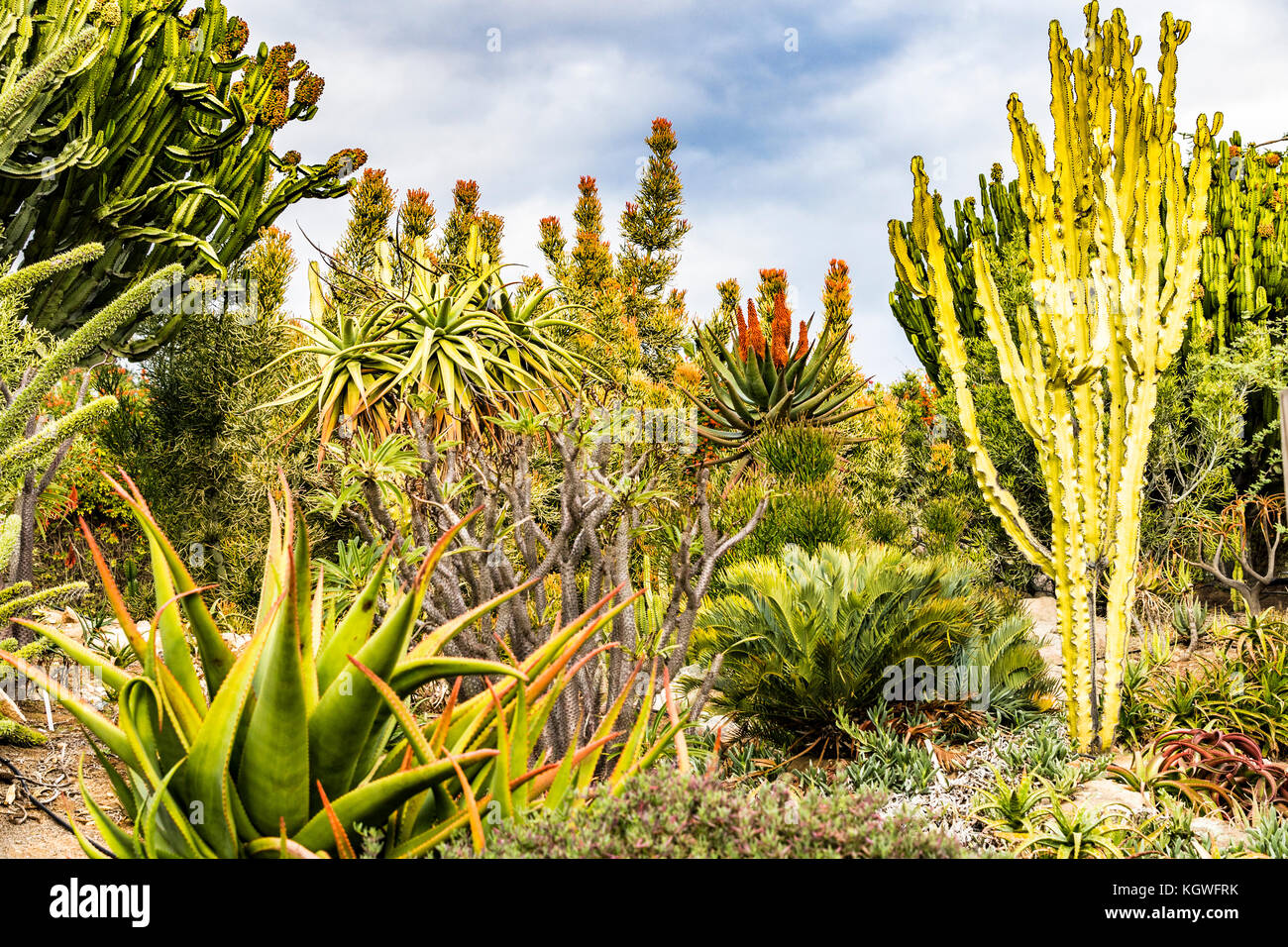 san diego zoo safari park world garden plants Stock Photo Alamy