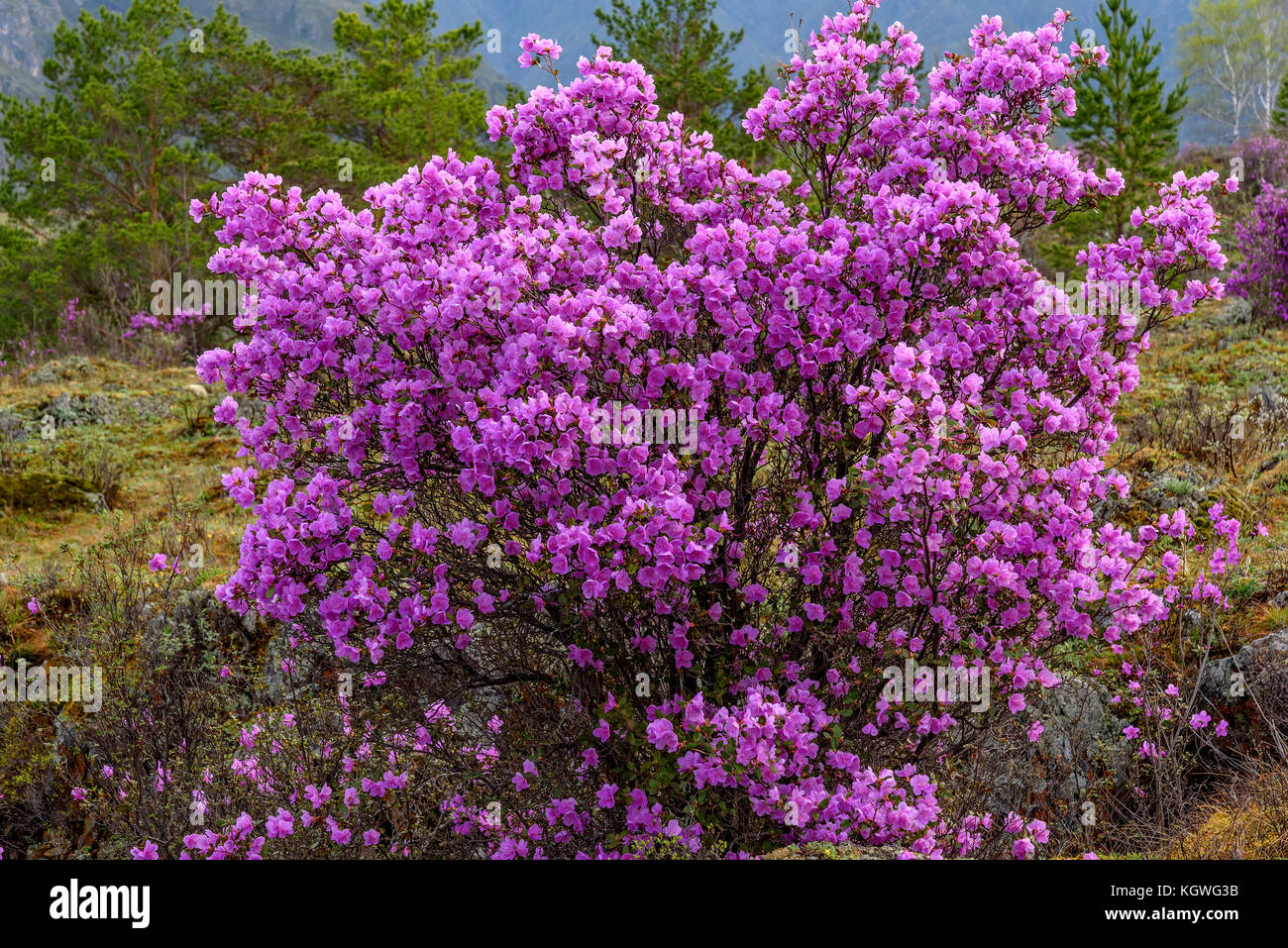 Very beautiful bright bush rhododendron Ledebour with magenta flowers