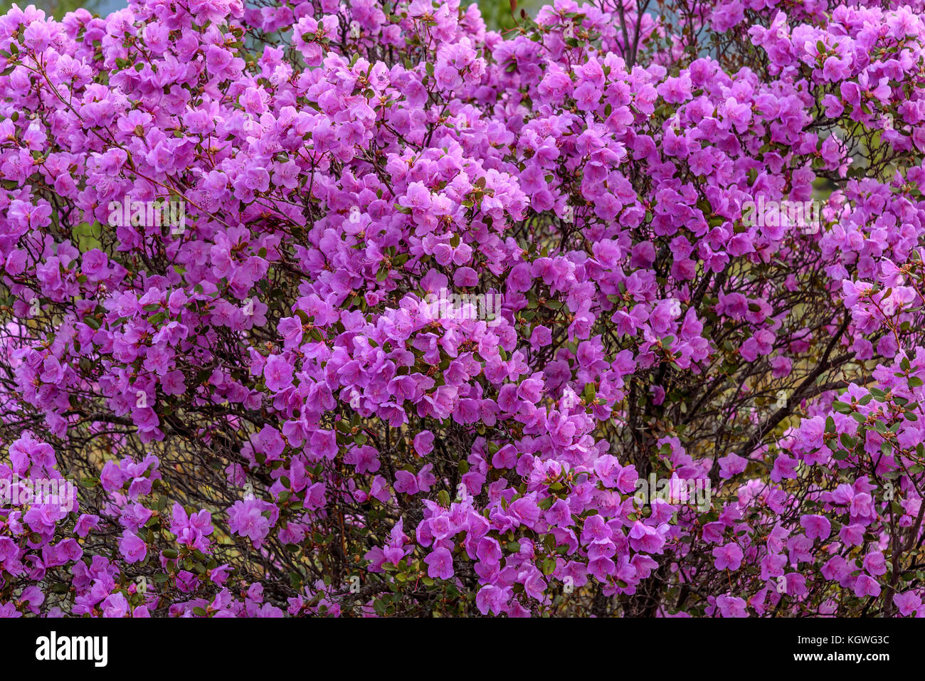 Beautiful bright floral background with magenta flowers rhododendron