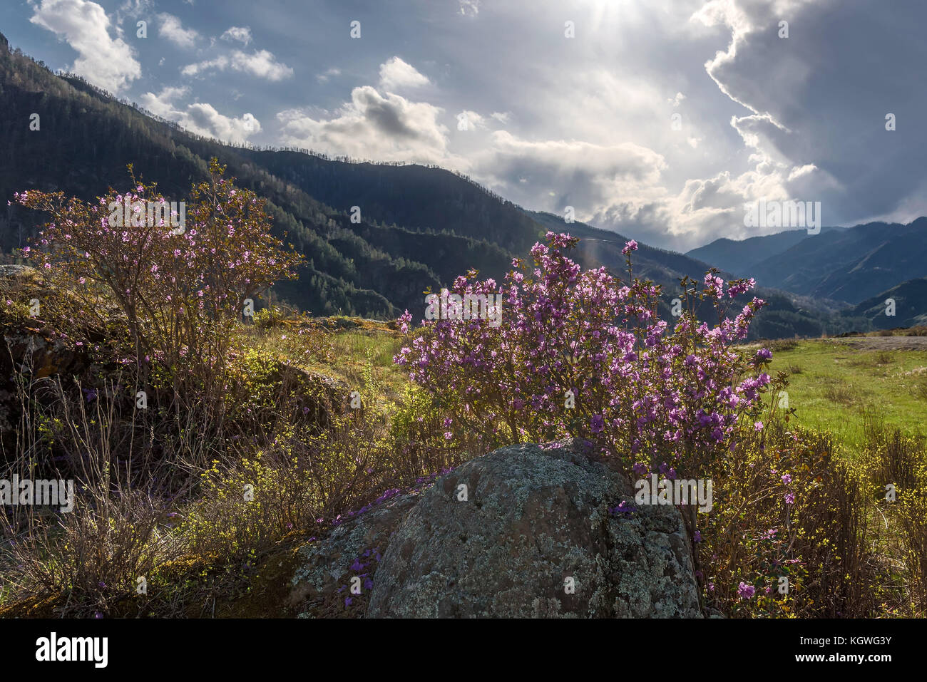 Mountains In Spring Scenic spring mountain landscape with beautiful shrubs and flowers of ...