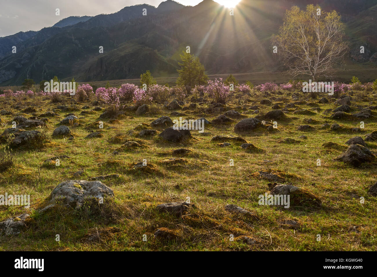 Mountains In Spring Scenic spring mountain landscape with beautiful shrubs and flowers of ...
